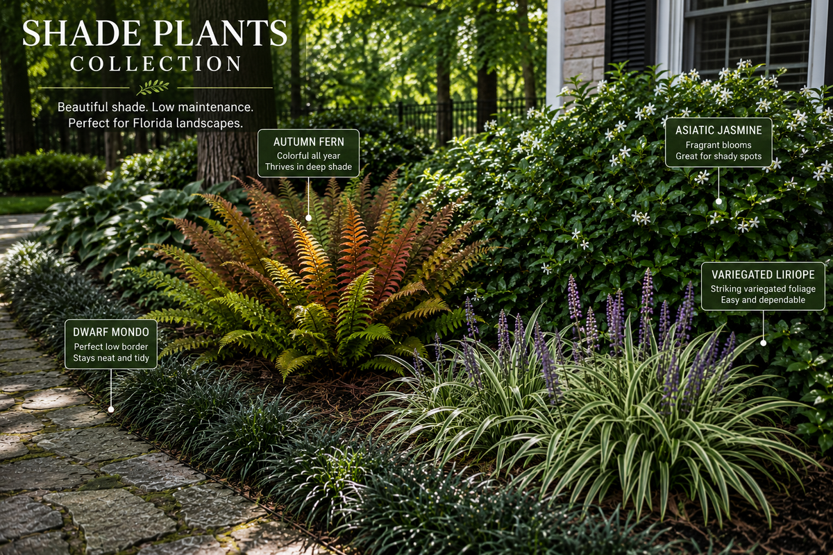 Shade Plants