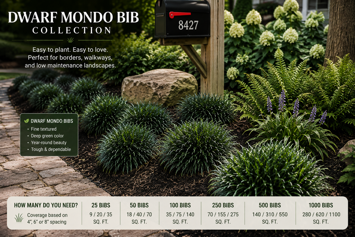 Dwarf Mondo Bibs