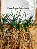 Mondo Grass Bibs (250)