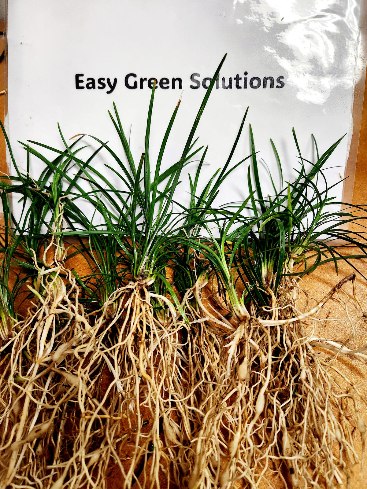 Mondo Grass 1000 plants ( Bibs )