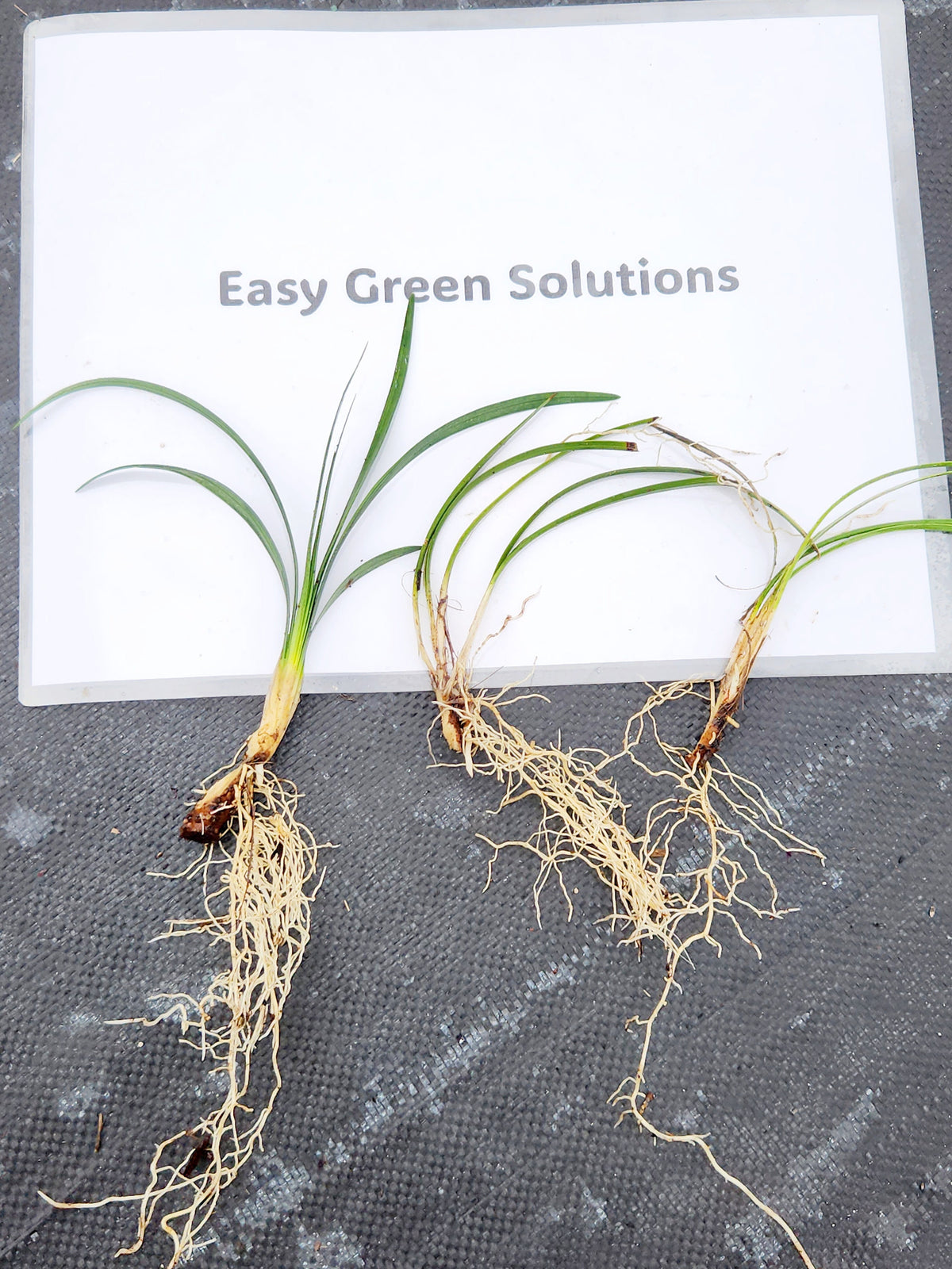 25 Super Blue Liriope Bibs | Hardy Lilyturf | Sun or Shade (Live Bare Root Plants)