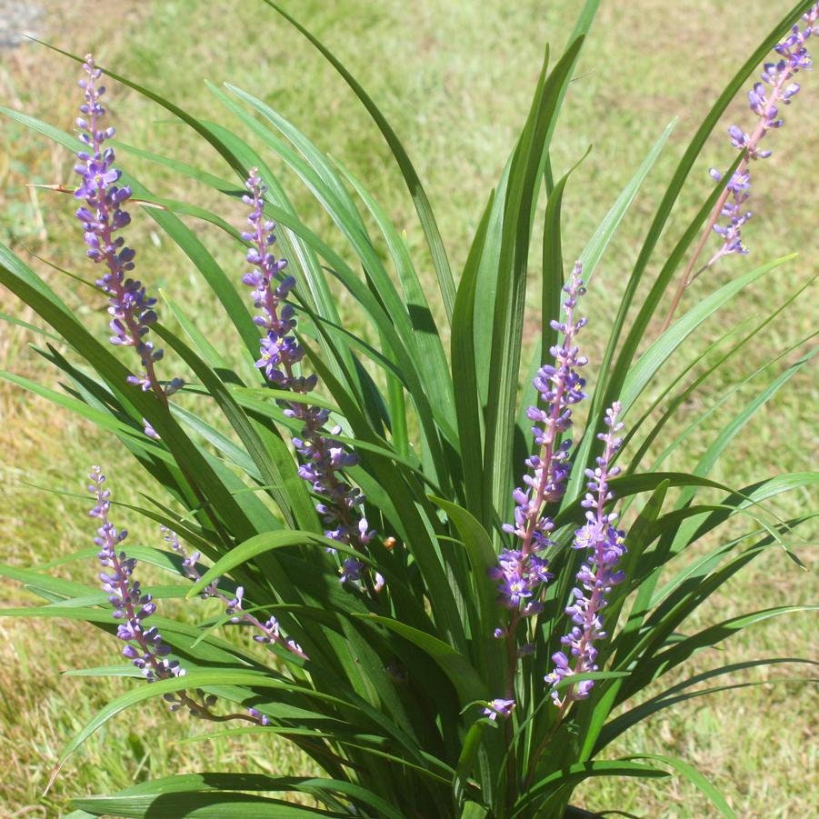 25 Super Blue Liriope Bibs | Hardy Lilyturf | Sun or Shade (Live Bare Root Plants)