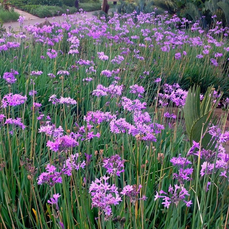 25 Society Garlic Bare Root Plants – Fast Spreading Purple Blooms, Drought Tolerant Ground Cover
