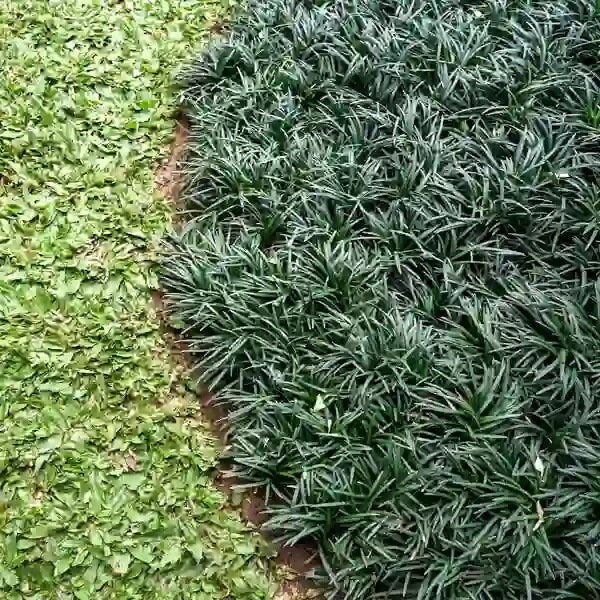 Dwarf Mondo Grass 100 Bibs | Shade Ground Cover | Low Maintenance Lawn Alternative