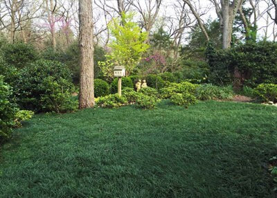 Mondo Grass Bibs (250)