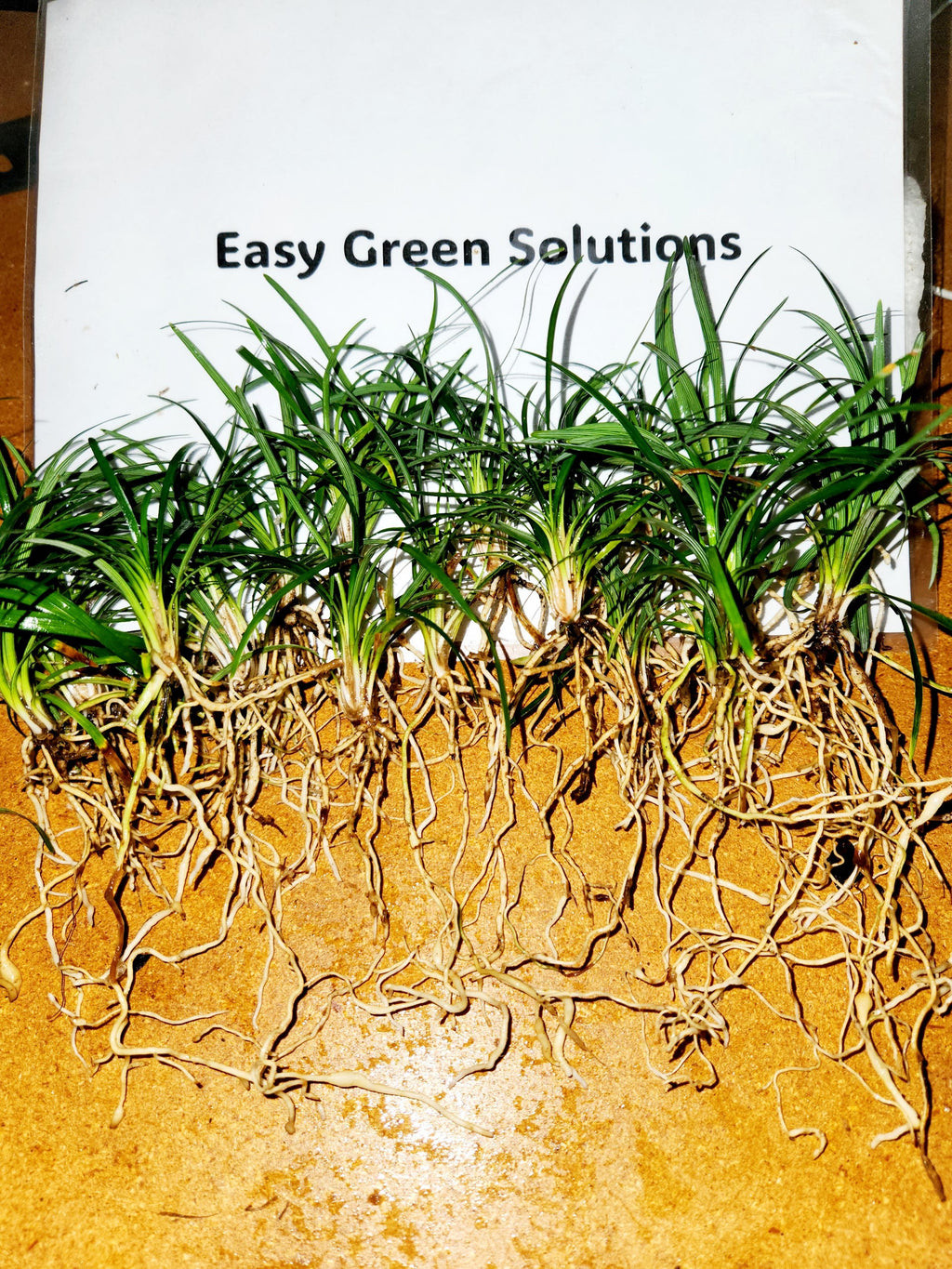 1000 Dwarf Mondo Grass Plants (Bibs) | Bulk Ground Cover | Shade Landscape Plants | No Mow Grass Alternative