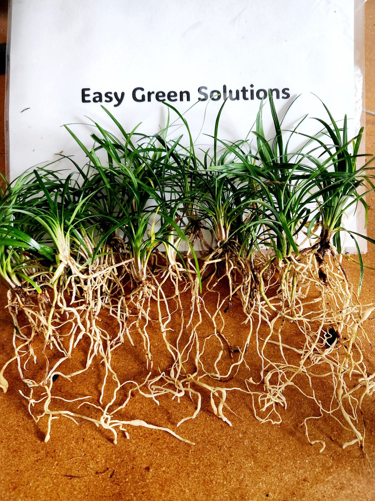 250 Dwarf Mondo Grass Bibs | Low Maintenance Shade Ground Cover Plants