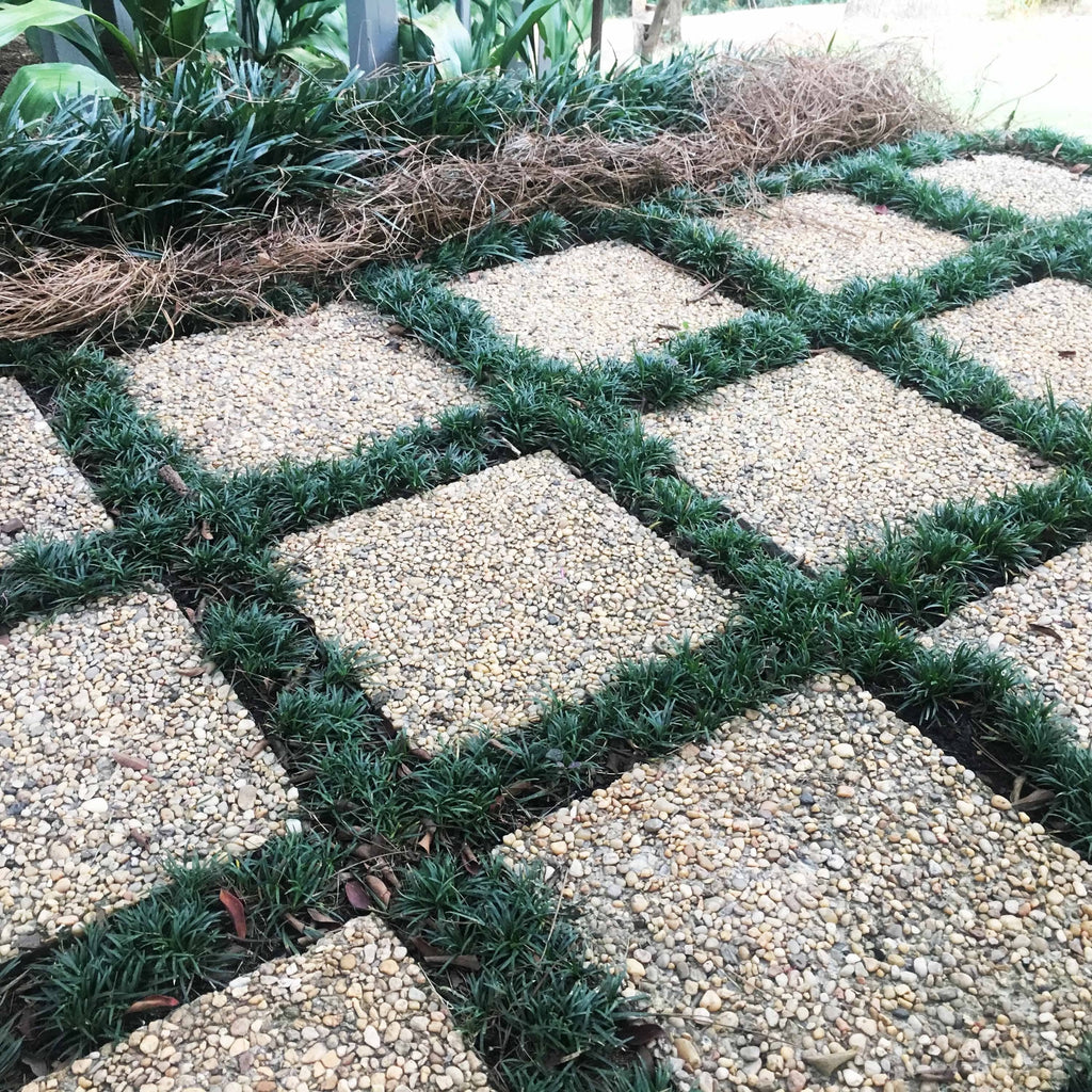 250 Dwarf Mondo Grass Bibs | Low Maintenance Shade Ground Cover Plants