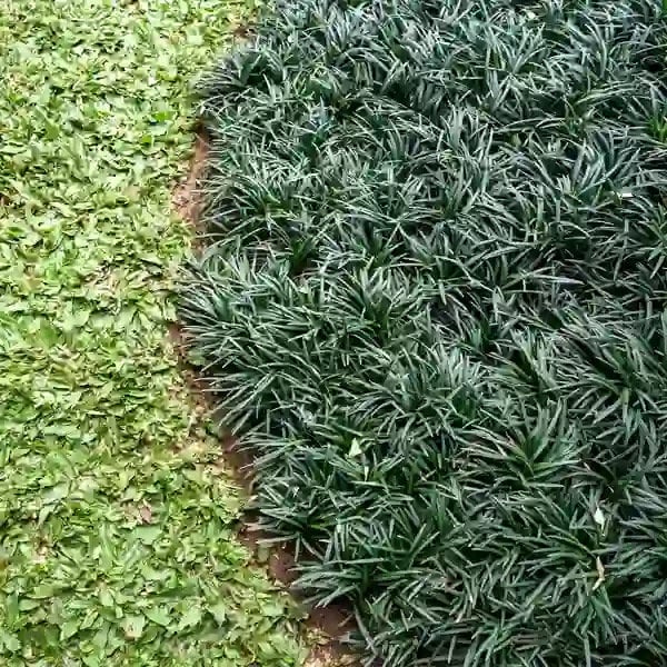 250 Dwarf Mondo Grass Bibs | Low Maintenance Shade Ground Cover Plants