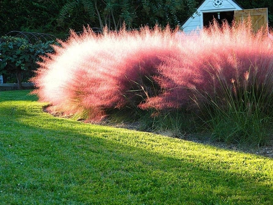 Pink Muhly Grass, Fast Growing Ornamental, Drought Tolerant Landscaping Grass (Bare Root)