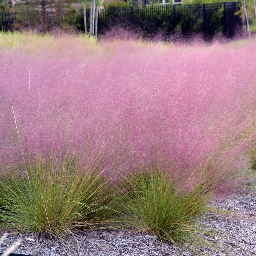 Pink Muhly Grass, Fast Growing Ornamental, Drought Tolerant Landscaping Grass (Bare Root)