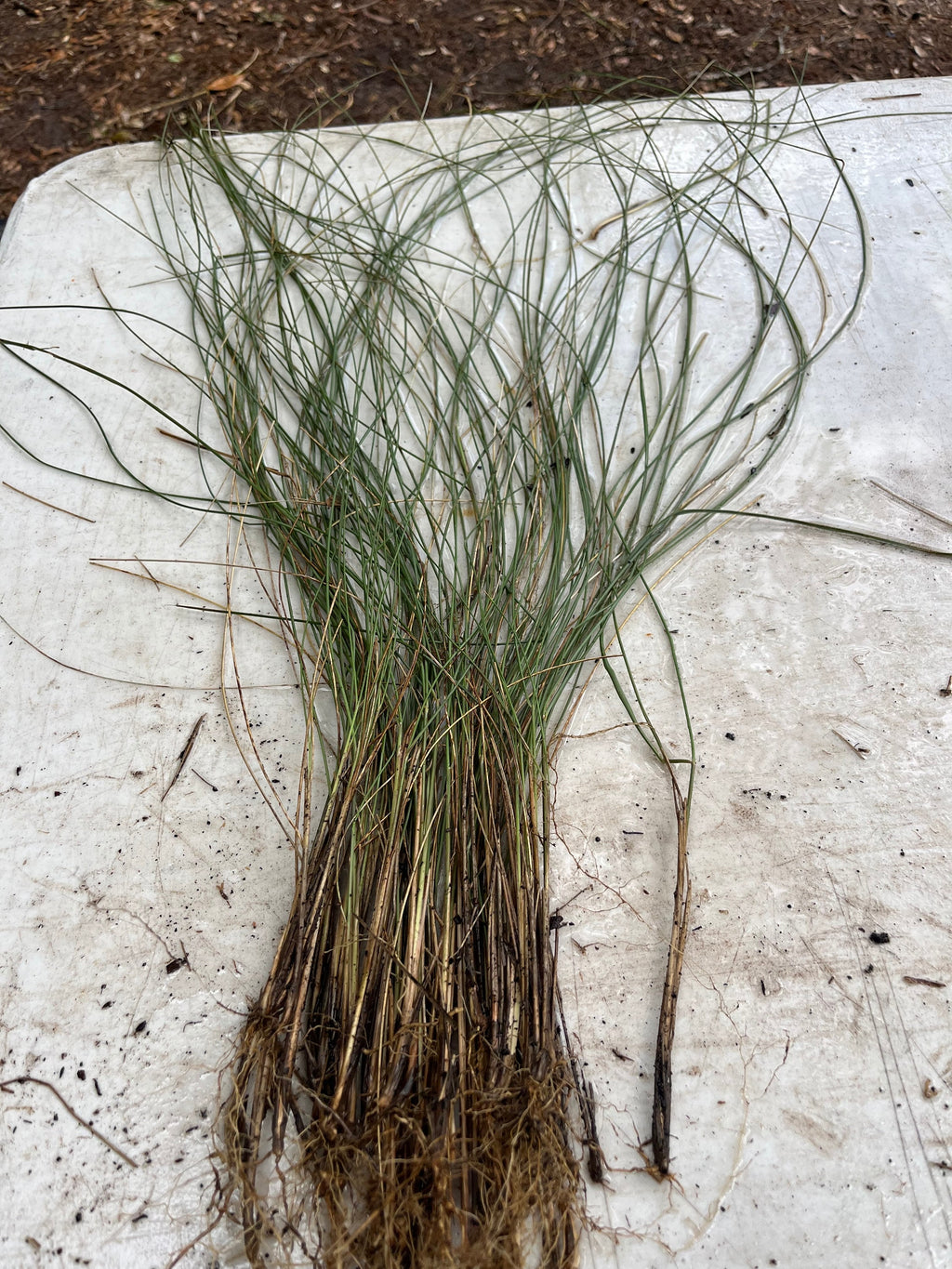 Pink Muhly Grass, Fast Growing Ornamental, Drought Tolerant Landscaping Grass (Bare Root)