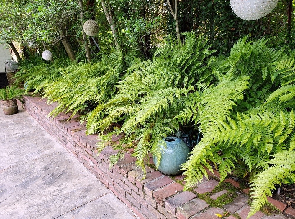 Autumn fern 10 plants bare root