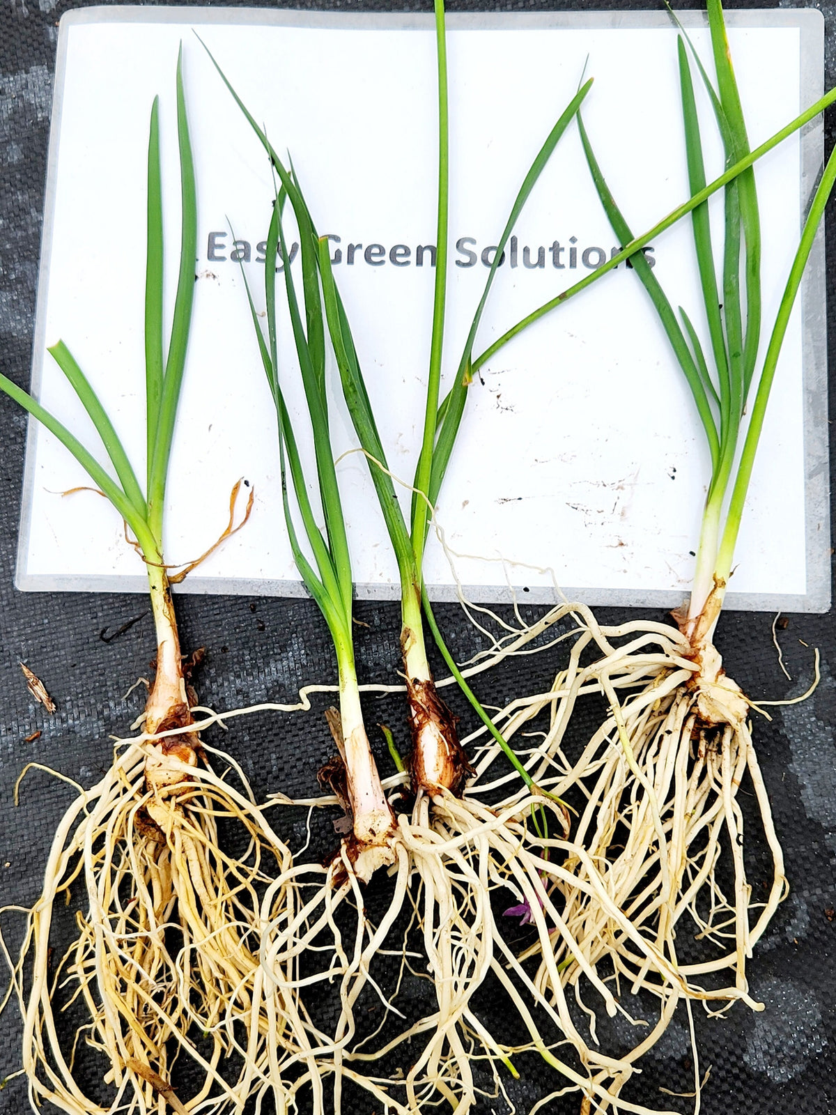 25 Society Garlic Bare Root Plants – Fast Spreading Purple Blooms, Drought Tolerant Ground Cover