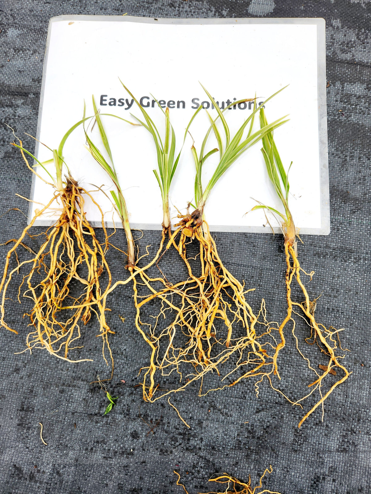 Variegated Liriope Plants – Bare Root Monkey Grass Ground Cover (25, 50, 100)