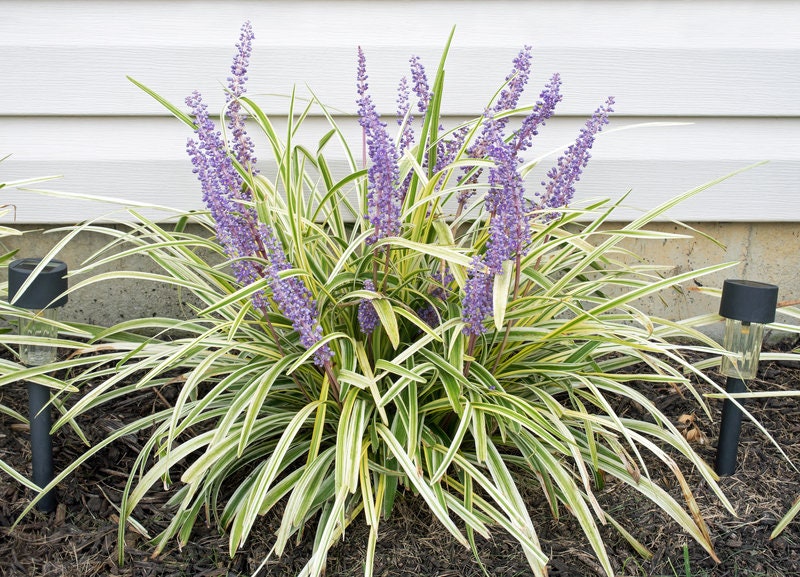 Variegated Liriope Plants – Bare Root Monkey Grass Ground Cover (25, 50, 100)