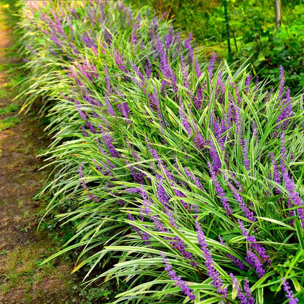 Variegated Liriope Plants – Bare Root Monkey Grass Ground Cover (25, 50, 100)