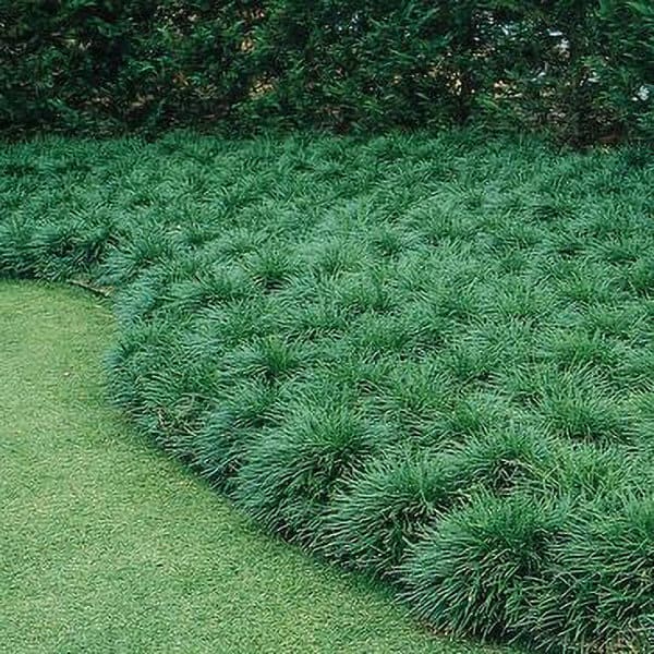 Mondo Grass Bibs (250)