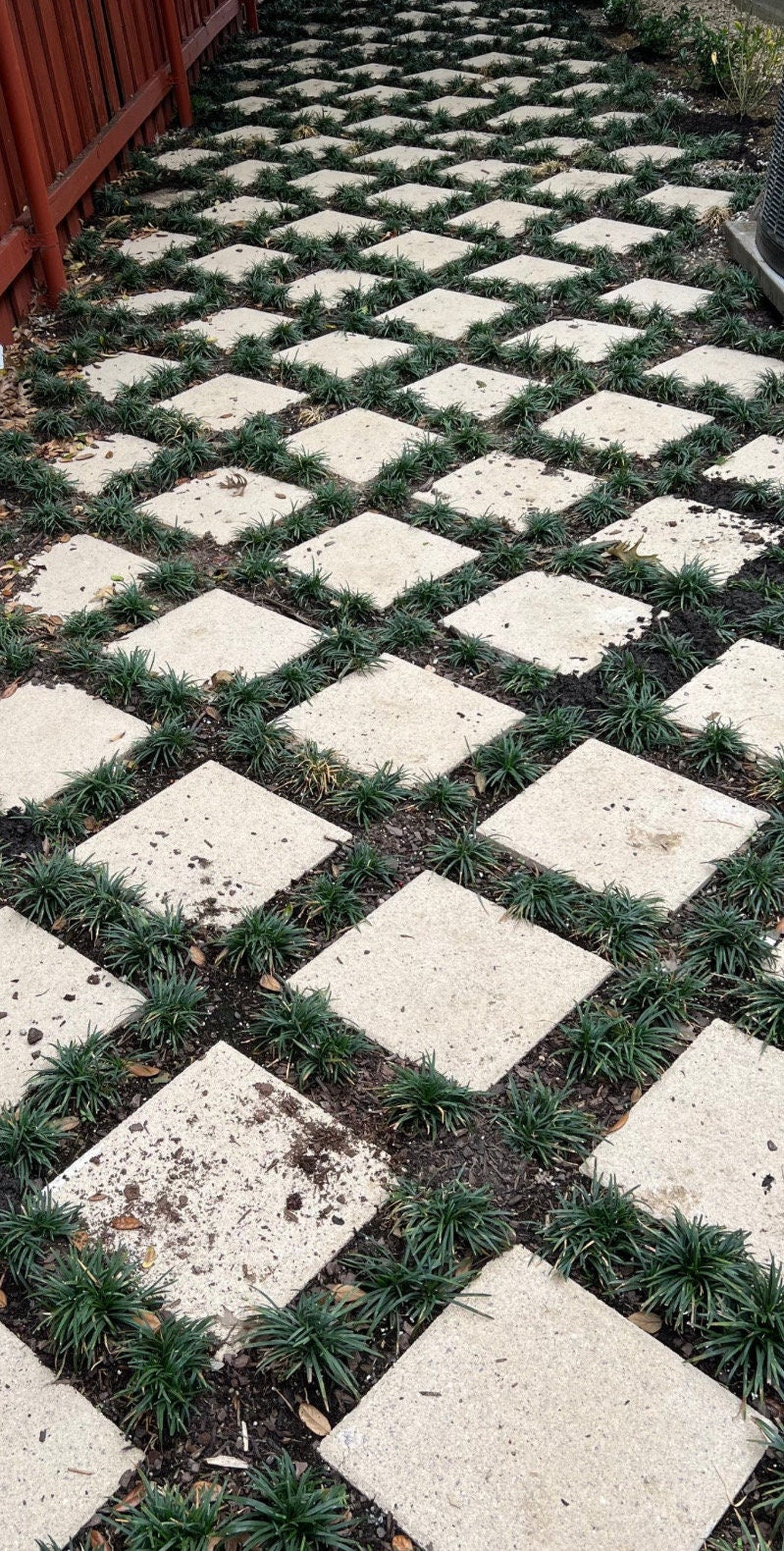 250 Dwarf Mondo Grass Bibs | Low Maintenance Shade Ground Cover Plants