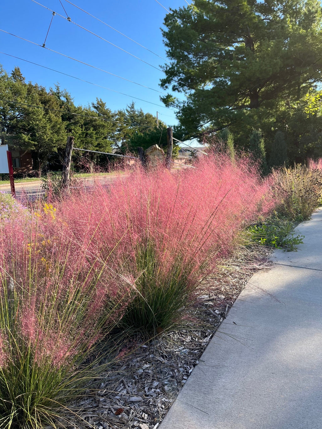 Pink Muhly Grass, Fast Growing Ornamental, Drought Tolerant Landscaping Grass (Bare Root)
