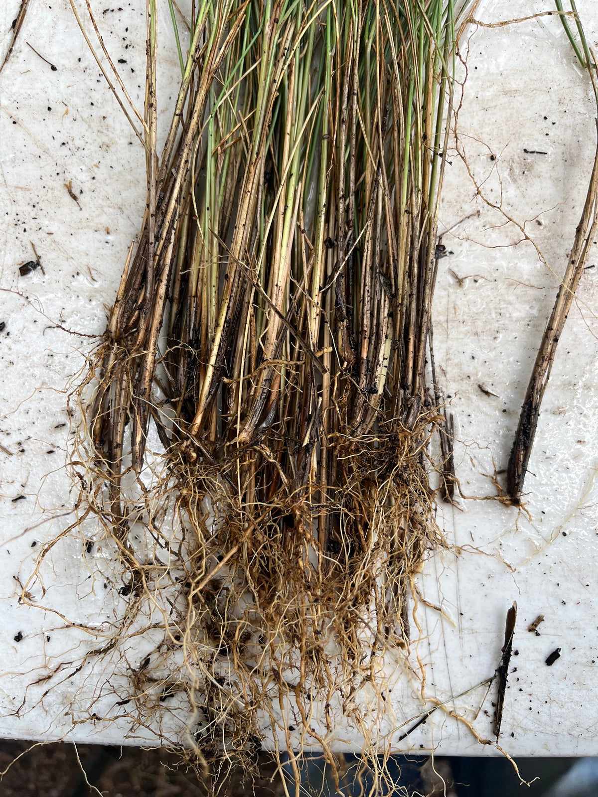 Pink Muhly Grass, Fast Growing Ornamental, Drought Tolerant Landscaping Grass (Bare Root)