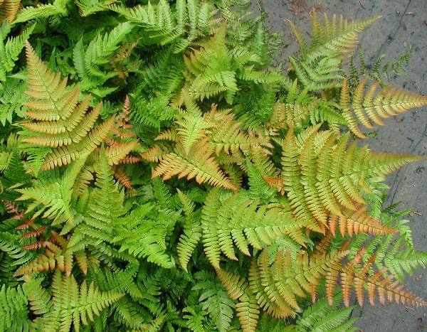 Autumn fern 10 plants bare root