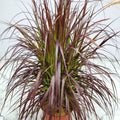 Red Fountain Grass -Pennisetum 'Rubrum ( 25 Starter plugs )