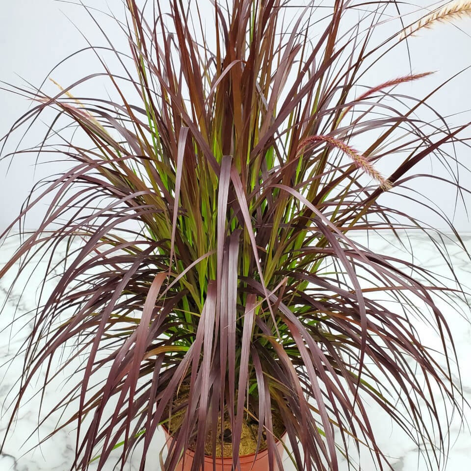 Red Fountain Grass -Pennisetum 'Rubrum ( 25 Starter plugs )