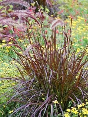 Red Fountain Grass -Pennisetum 'Rubrum ( 25 Starter plugs )