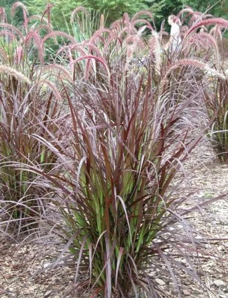 Red Fountain Grass -Pennisetum 'Rubrum ( 25 Starter plugs )