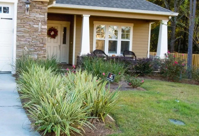 10 Variegated Flax Lily Plants | Evergreen Shade Tolerant Groundcover