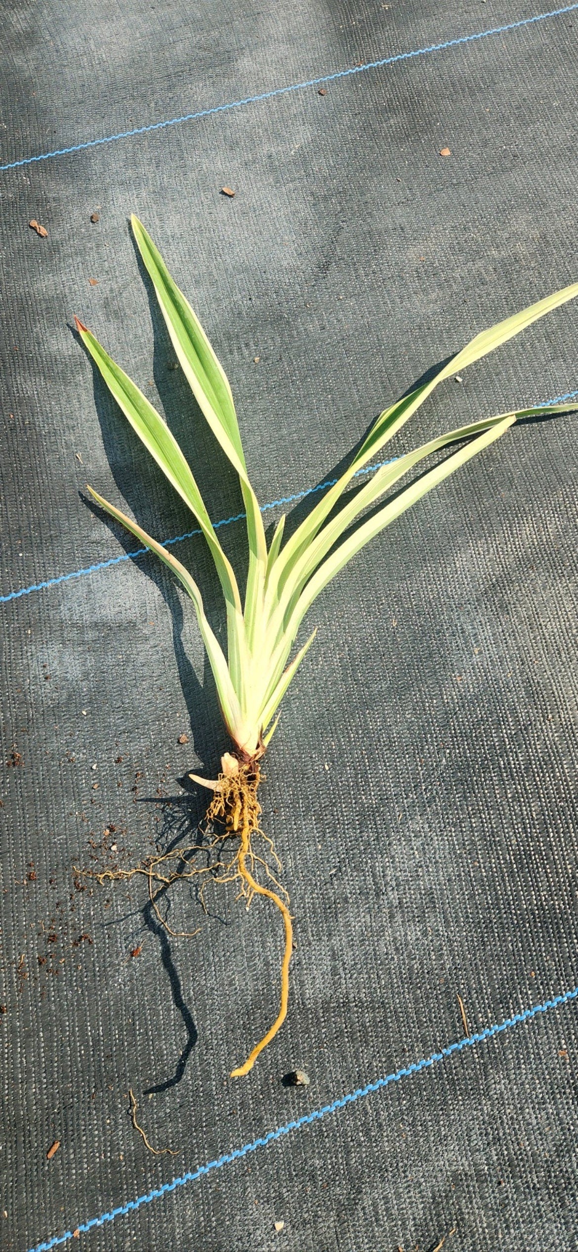 10 Variegated Flax Lily Plants | Evergreen Shade Tolerant Groundcover