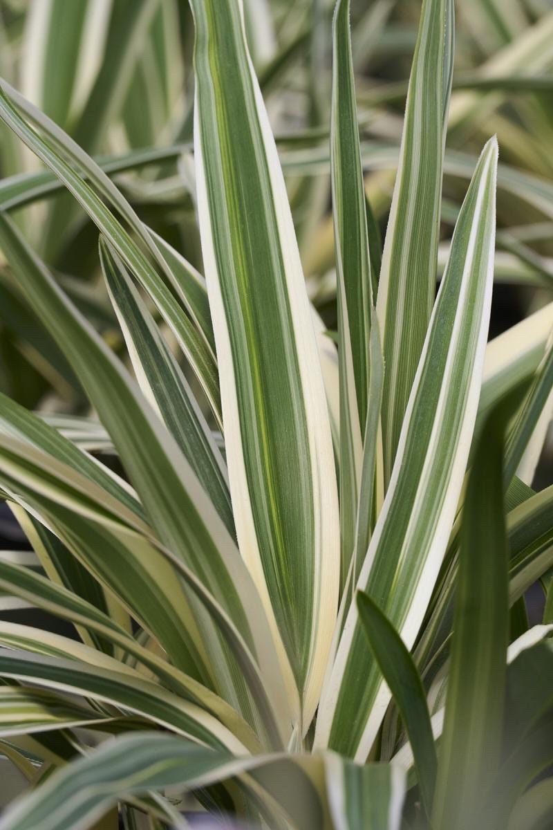 10 Variegated Flax Lily Plants | Evergreen Shade Tolerant Groundcover