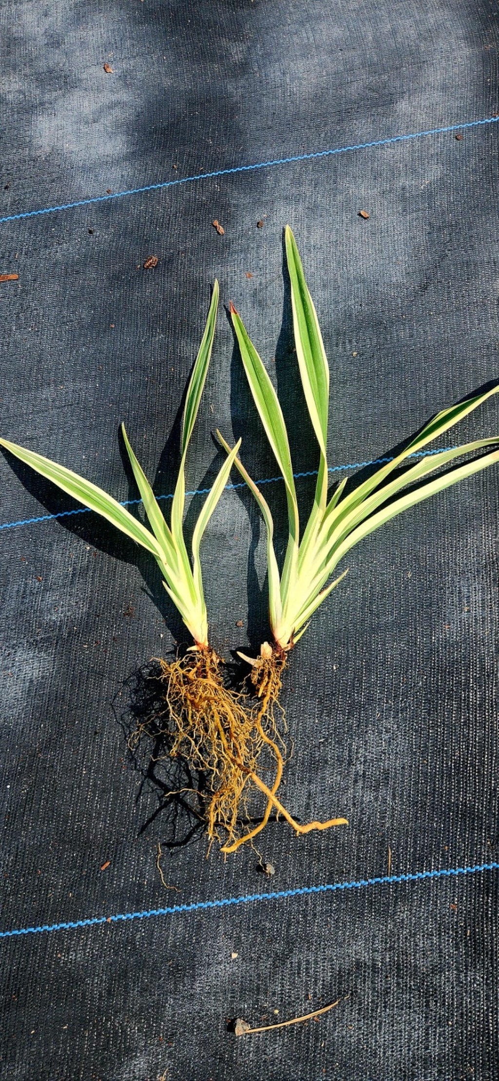 10 Variegated Flax Lily Plants | Evergreen Shade Tolerant Groundcover