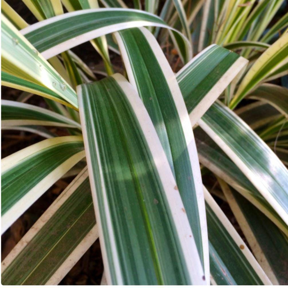 10 Variegated Flax Lily Plants | Evergreen Shade Tolerant Groundcover