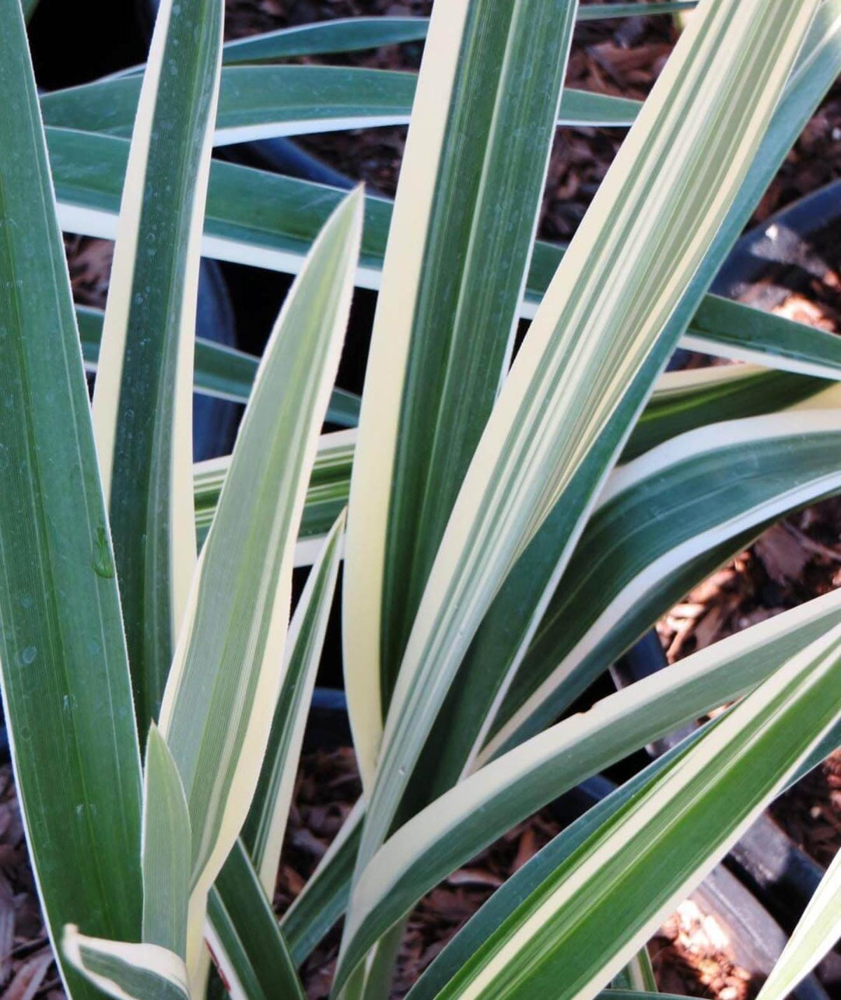 10 Variegated Flax Lily Plants | Evergreen Shade Tolerant Groundcover