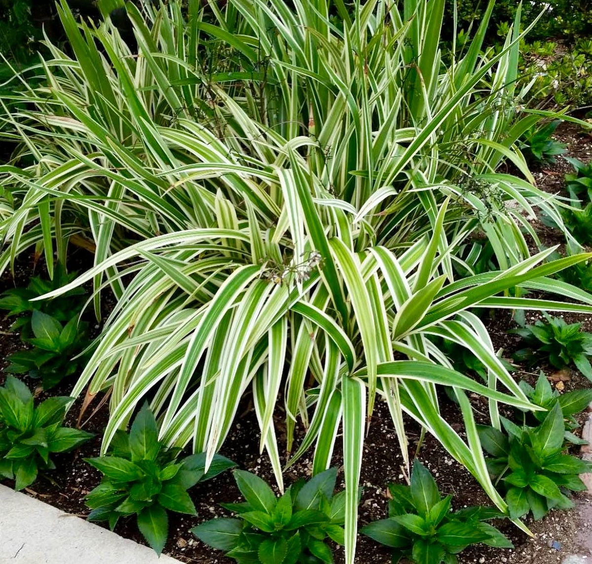 10 Variegated Flax Lily Plants | Evergreen Shade Tolerant Groundcover