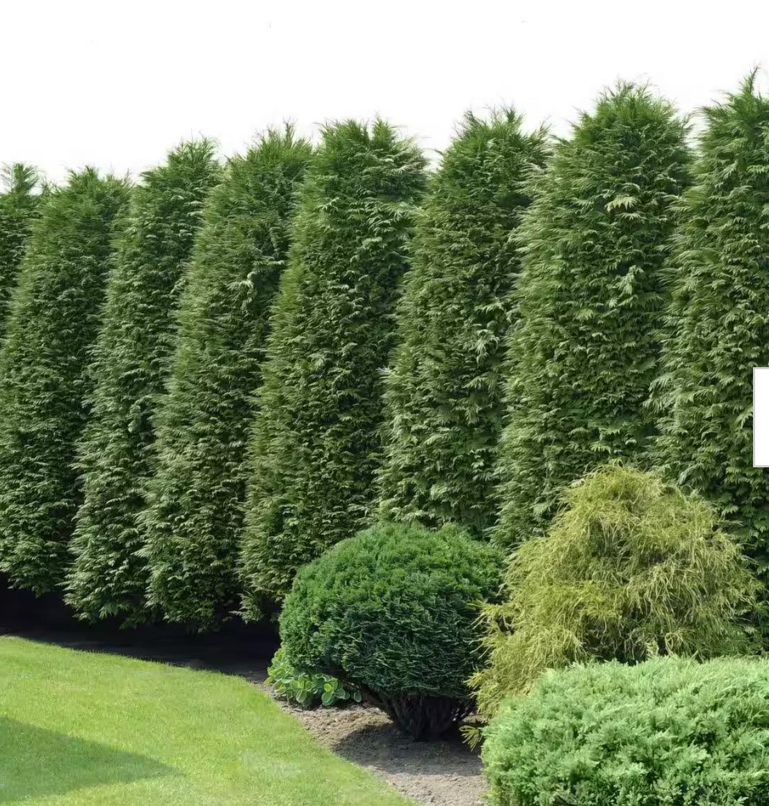 Podocarpus Planting Guide