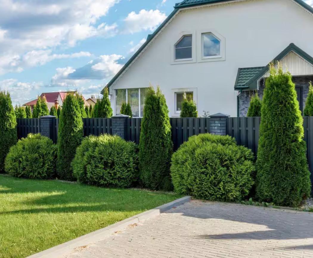 Podocarpus Planting Guide