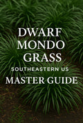 Dwarf Mondo Grass Planting Guide | Southeastern USA Master Guide | Spacing, Care & Groundcover Instructions (PDF)