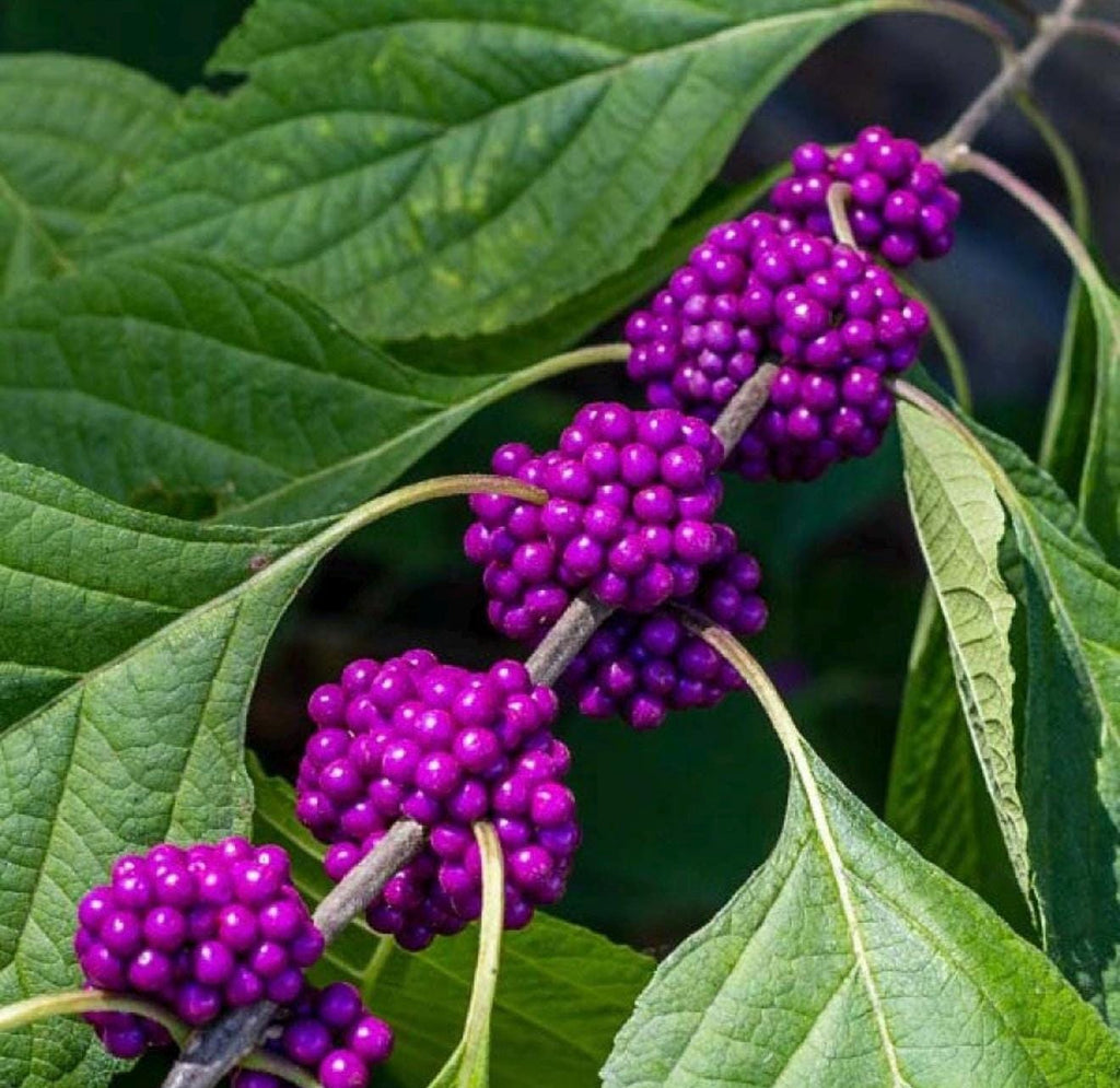 Florida Native Plants Guide • Low-Maintenance Landscaping (PDF)