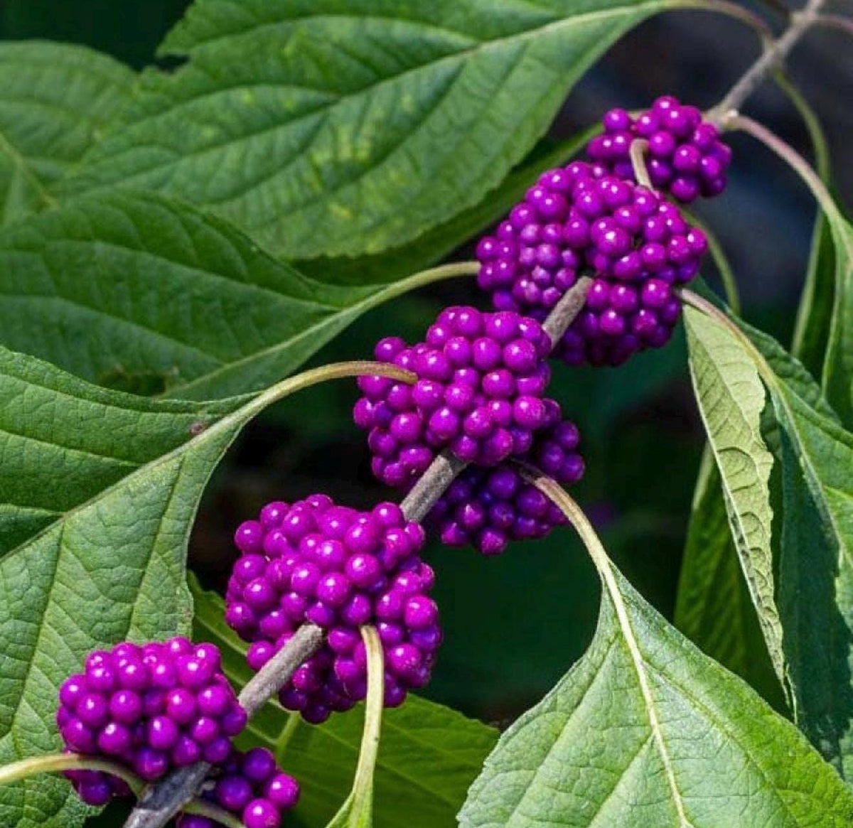 Florida Native Plants Guide • Low-Maintenance Landscaping (PDF)