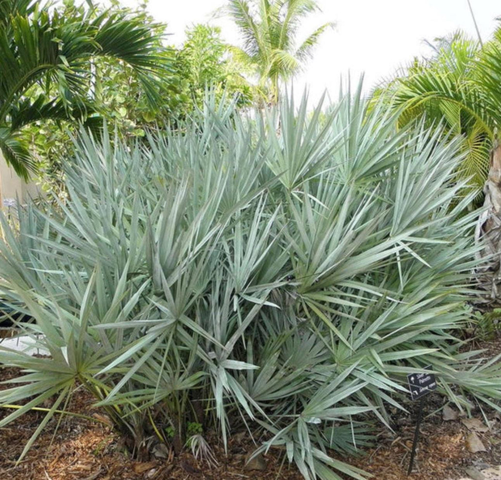 Florida Native Plants Guide • Low-Maintenance Landscaping (PDF)