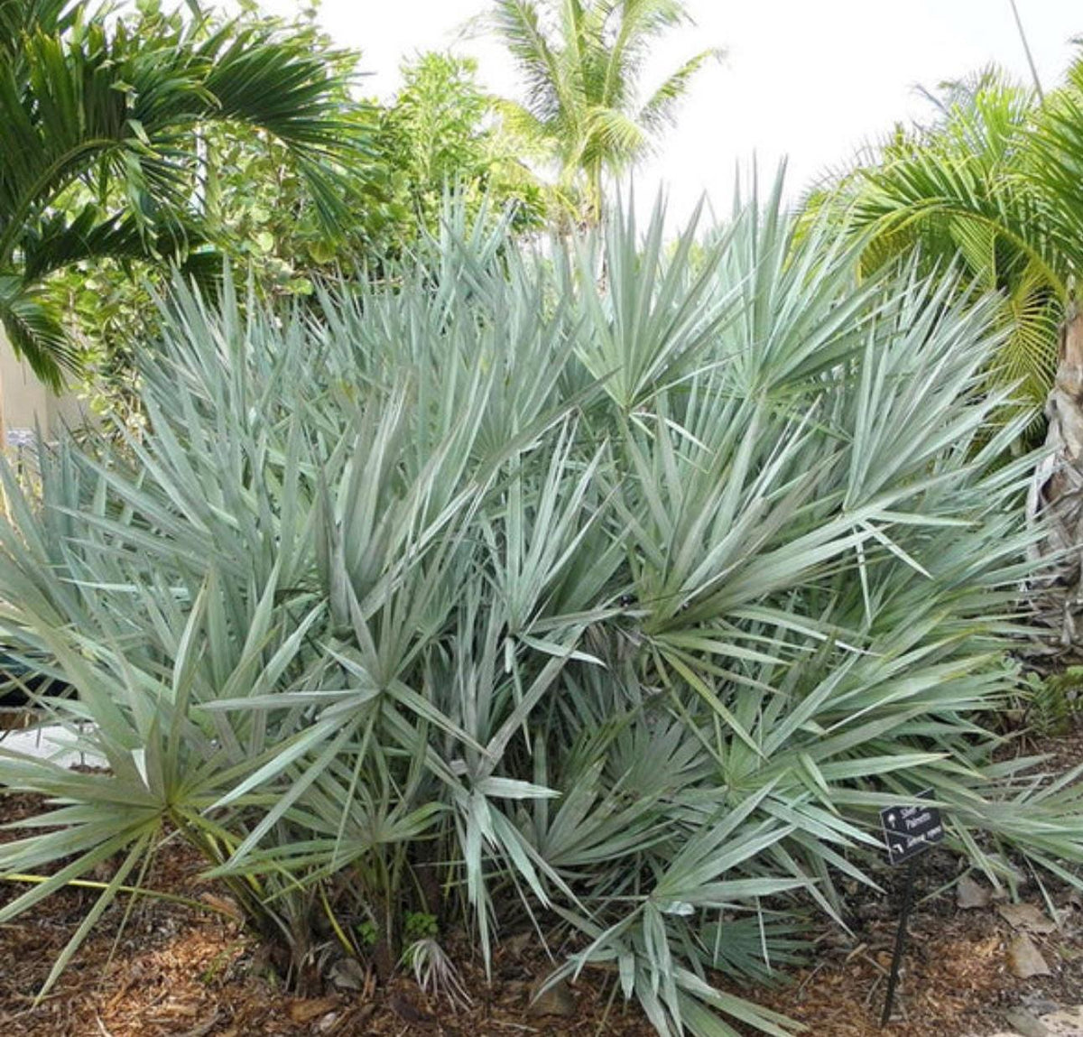 Florida Native Plants Guide • Low-Maintenance Landscaping (PDF)