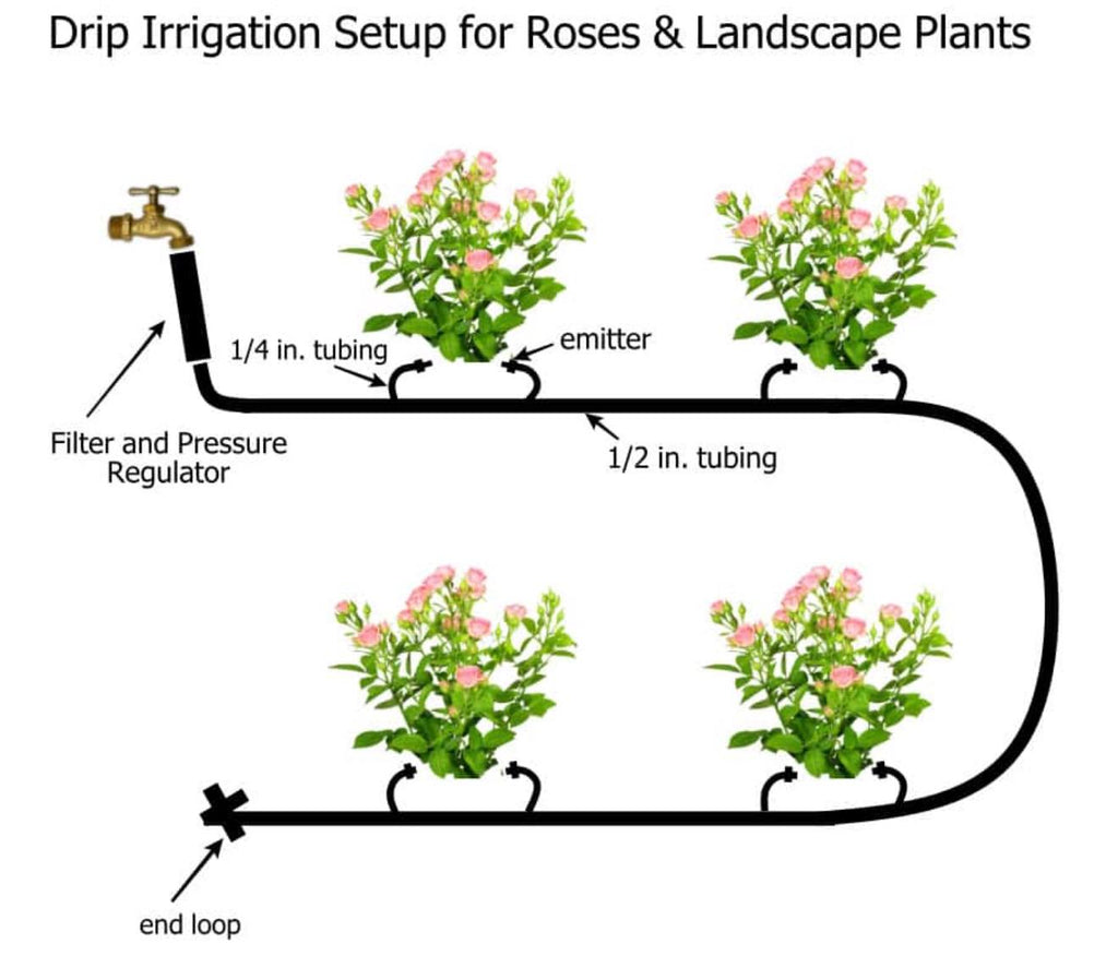 Southern Hydrangea & Rose Garden Guide, Zones 7-10 (Digital Download)