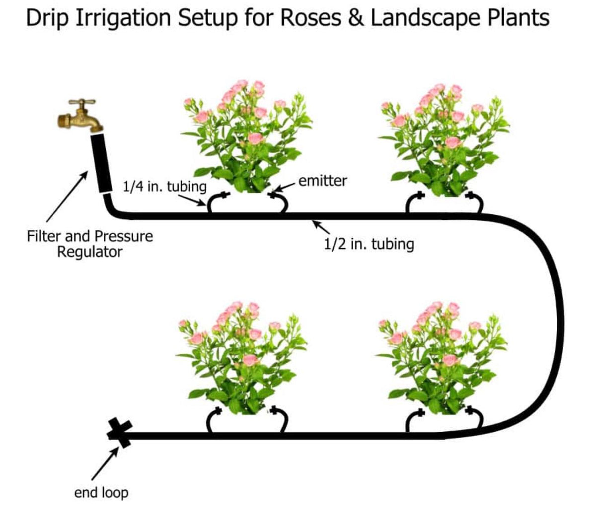 Southern Hydrangea & Rose Garden Guide, Zones 7-10 (Digital Download)