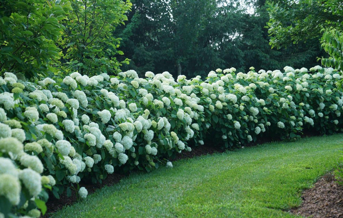Southern Hydrangea & Rose Garden Guide, Zones 7-10 (Digital Download)