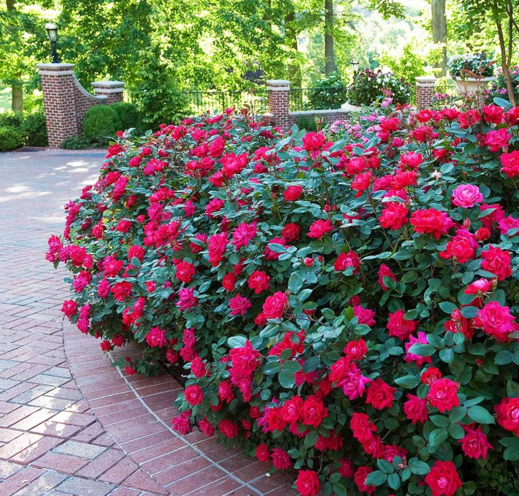 Southern Hydrangea & Rose Garden Guide, Zones 7-10 (Digital Download)