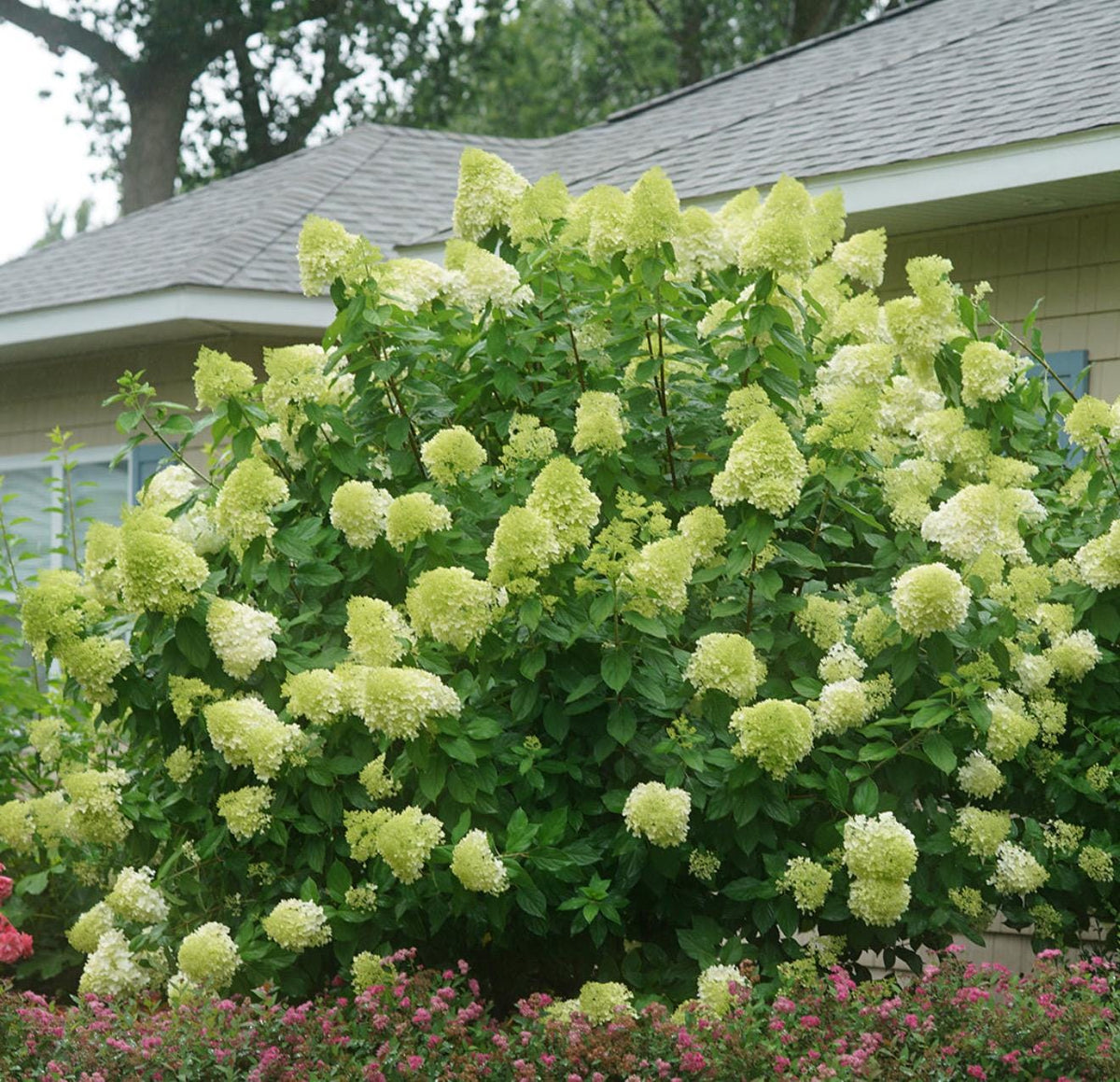 Southern Hydrangea & Rose Garden Guide, Zones 7-10 (Digital Download)