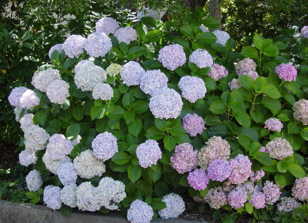 Southern Hydrangea & Rose Garden Guide, Zones 7-10 (Digital Download)